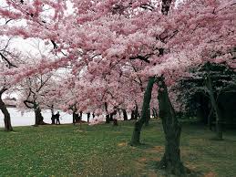 Cherry Blossoms Peak Bloom Is An Indicator Of Climate Change Eos