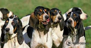 Image result for švycký honič