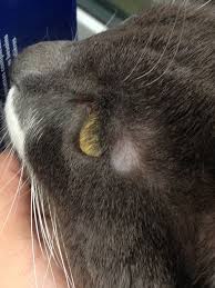 Ringworm in cats is caused by a fungus and is similar to athlete's foot in humans. Freaking Out Over Ringworm Thecatsite