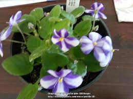 African violet known botanically as saintpaulia was first discovered in the hills of tanzania in east africa. African Violet Streptocarpus Pixie Runaround Sport In The Cape Primroses Database Garden Org
