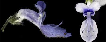 Image result for Equilabium