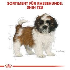 We did not find results for: Royal Canin Shih Tzu Puppy 1 5kg Fressnapf