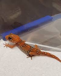 Image result for Alectra picta