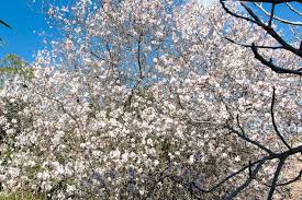 Check spelling or type a new query. Almond Blossom In Andalucia Karisma Insider Tipps