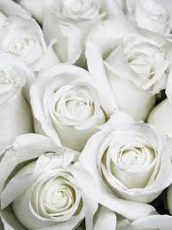 Things i am looking for in the future flowers: Bouquet Of Small White Roses Shortly Before They Open Into Full Bloom Freestock Photos