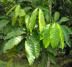 Image result for Meliaceae