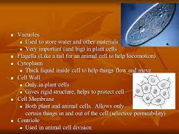 Check spelling or type a new query. Functions Jobs Of Organelles Parts Of The Cell Ms Ryan Ms Nugent Ppt Download
