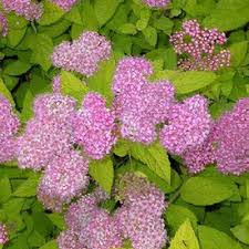 Image result for spirea japonica gold princess