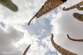 This is quite different from other national monuments we've visited. Organ Pipe Cactus National Monument Lohnenswerter Abstecher Auf Dem Weg Nach Tucson