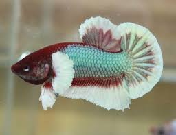 Big Ears Salamander Butterfly Male Hmpk Betta Fish Freshwater Aquarium Fish Fish