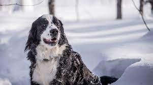 Please verify all information with the seller. Bernese Mountain Dog Mixes 21 Fantastic Berner Crossbreeds