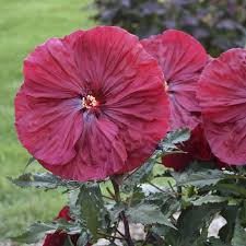 Deer repellent plants have specific characteristics that make them unappealing for deer and other wildlife like raccoons, rabbits, and. Bordering On Beautiful Winnipeg Free Press Homes