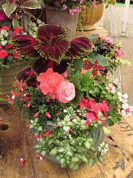 Natives to southeastern asia and brazil, these plants like high humidity. Seattle Molbak Nursery 084 Container Gardening Container Flowers Garden Containers