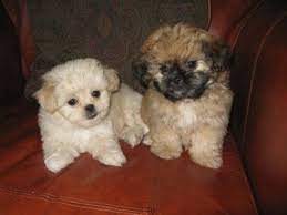 Home Peekapoo Pekeapoo Puppies Poodle Mix Dogs Poodle Mix Cute Baby Animals