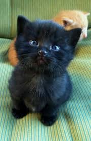 Hem Karasin Hem Sasi Seni Yerim Nez Cute Cats Pretty Cats Baby Cats