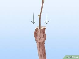 Image result for graft grape vines