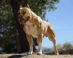 Maybe you would like to learn more about one of these? American Pit Bull Terrier Hunderasse Mit Bild Info Temperament Charakteristiken Und Fakten