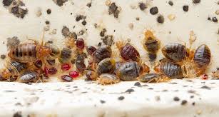 Image result for bed bugs droppings