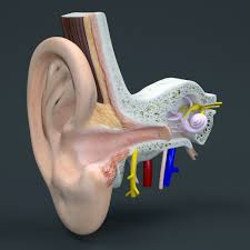 3d Inner Ear Model 3d Model Inner Ear Model Ear