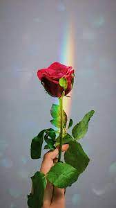 Cool Aesthetic Photography Aesthetic Cute Wallpaper For Iphone Photos Cute Wallpapers Wallpaper Iphone Cute Rose Wallpaper