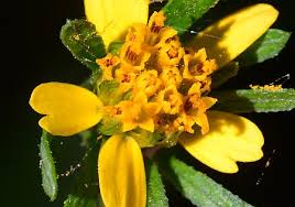 Image result for Bidens flagellata