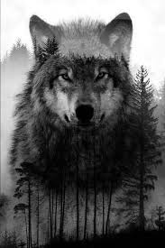 Multiple sizes available for all screen sizes. Wolf Wallpaper Wallpaper Sun