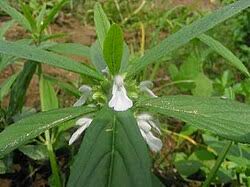 Image result for Leucas deflexa