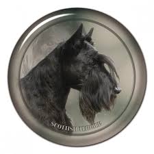 Image result for skotský teriér