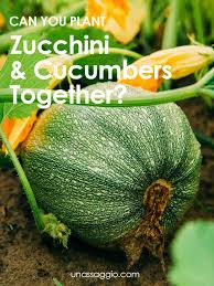 Most guides tell you to place zucchini plants at least 24″ apart. Can You Plant Zucchini And Cucumbers Together Unassaggio
