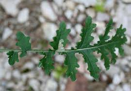 Image result for Erucastrum