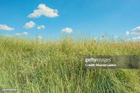 540 Sharon Grass Stock Photos, High-Res Pictures, and Images