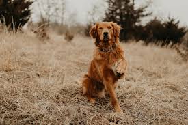 Golden retrievers are among america's most popular breeds. Red Golden Retriever Red Golden Retriever Puppy Golden Retriever Dogs Golden Retriever