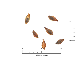 Image result for Kyllinga odorata