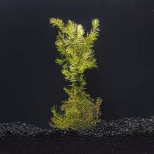 Image result for Ceratophyllum