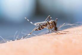 It is not considered a sexual the majority of malarial infections are spread or transmitted to humans by infected mosquitoes that take. Infection In Malaria Transmitting Mosquito Discovered News Harvard T H Chan School Of Public Health
