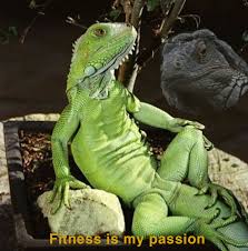 And this spring, in true biles style, she made a business deal that caused the whole sports world to take notice. Fitness Is My Passion Leguan Fitness Is My Passion Boy Who S Passion Is Fitness Know Your Meme