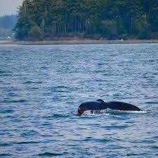 From wikipedia, the free encyclopedia. Top Things To Do On Orcas Island San Juan Islands Orcas Island Getaway Orcas Island Getaway Vacation Rentals