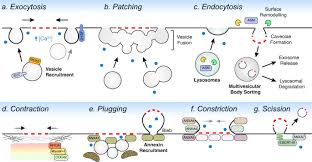 Maybe you would like to learn more about one of these? Plasma Membrane Integrity Implications For Health And Disease Bmc Biology Full Text