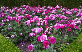 Beautiful flower garden latest hd images pictures for desktop wallpapers. International Rose Garden Of Coloma Smell The Flowers Blog