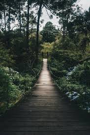 Nature Videos Photos, Download The BEST Free Nature Videos Stock Photos &  HD Images