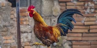 Ayam yang punya pukulan ko atau pukul saraf tentu memiliki keunggulan saat bertanding. 7 Jenis Ayam Aduan Paling Populer Dan Banyak Dicari Berikut Penjelasannya Merdeka Com