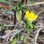 Image result for Justicia odora