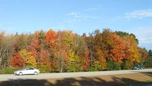 Check out a full list of recipes here. Variation In Fall Color Red Maple Sibley Guides