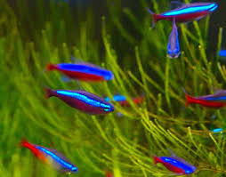Maybe you would like to learn more about one of these? Pestele Neon Este Unul Dintre Acvaristica Si Animale Facebook