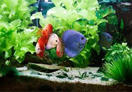 Check spelling or type a new query. 10 Best Planted Aquarium Substrate Choices Expert S Review
