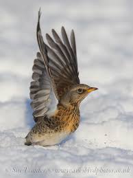 Fieldfare Turdus Pilaris By Sue Tranter Most Beautiful Birds Pretty Birds Bird