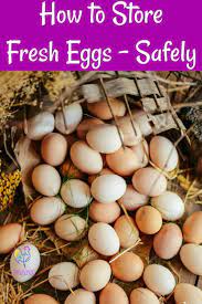 Storing Eggs Two Burning Questions And Two Great Solutions