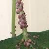 Fig mosaic is rather common with fig trees. 1