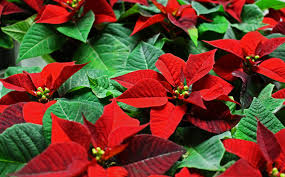 The flowers come in shades of reds and pinks. 10 Popular Holiday Plants The Green Experiment Company