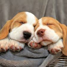 Maybe you would like to learn more about one of these? Cutest Pictures Of Beagles Popsugar Pets